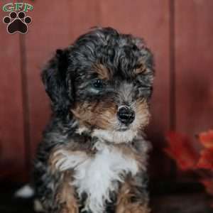 Chip, Mini Bernedoodle Puppy